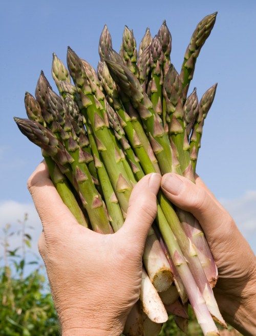 Bravo for British asparagus